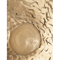 Ingrid glass bolvaas